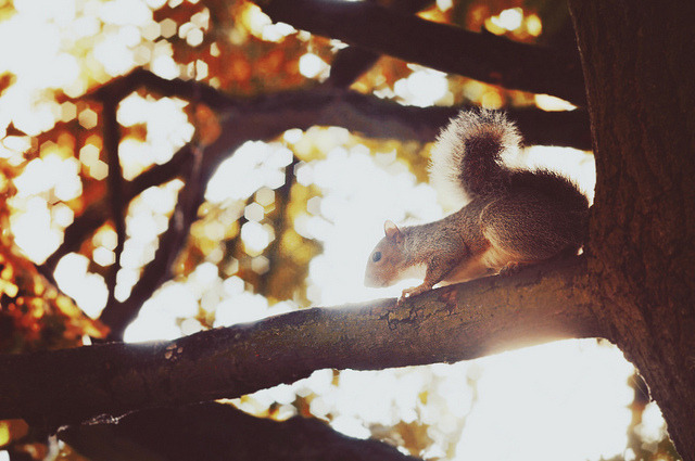 englishsnow:   Indea Vanmerllin || Hyde Park  