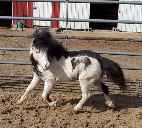 all-the-horses: Magic Man’s Grand SlamLTD Magic Man x Diamond CharmMiniature Horse, StallionBorn 200