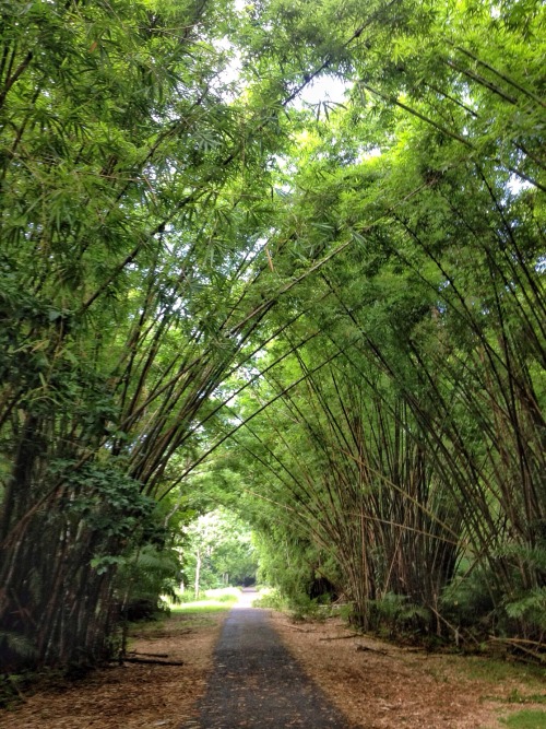 culturallywild:  Bamboo Cathedral, Chaguaramas, Trinidad.  Copyright 2015 Troy De Chi. All rights re