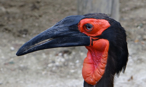 The southern grand hornbill.Photos taken by me in the Parc zoologique de Paris.