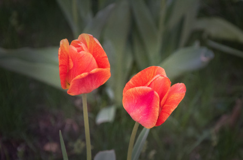 I have been waiting for the new flowers, new season!  Tulips are one of my favorites!