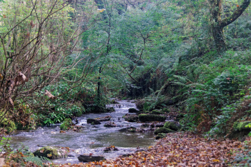 St Nectan’s Glen by Austin lovelock