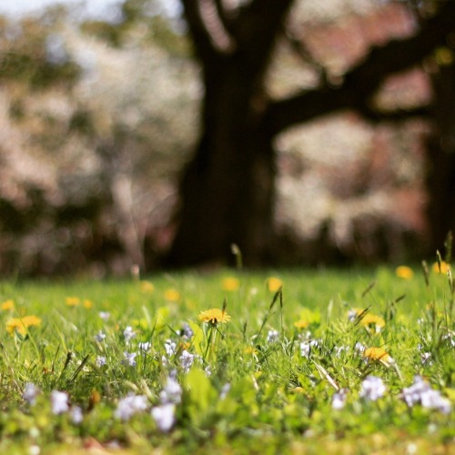 Carpet of Dandelions.