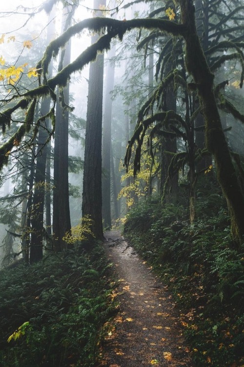 alecsgrg:Mystic forest | ( by Elliot Hawkey )