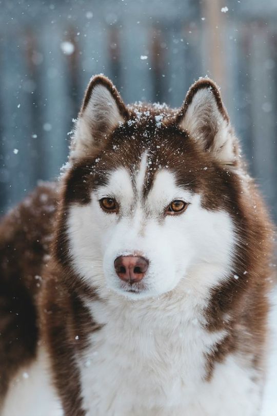 The adventure huskies