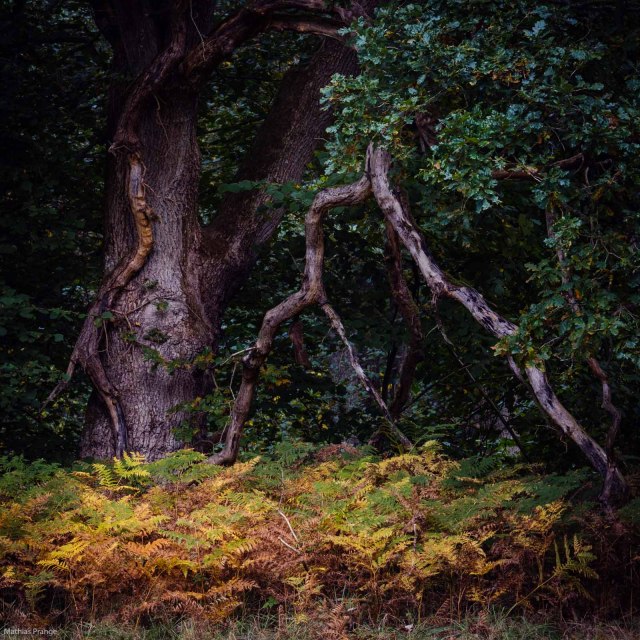 At the edge of the forest