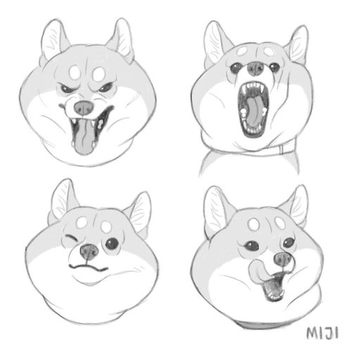 MIJI_ Shiba dog