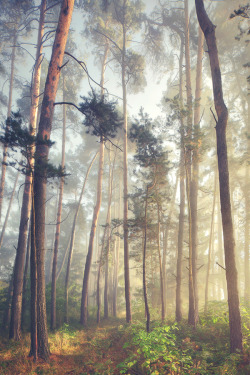 allthingseurope:  Upper Palatinate, Bavaria, Germany (by  Kilian Schönberger) 