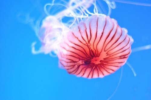 Kyoto Aquarium, Japan