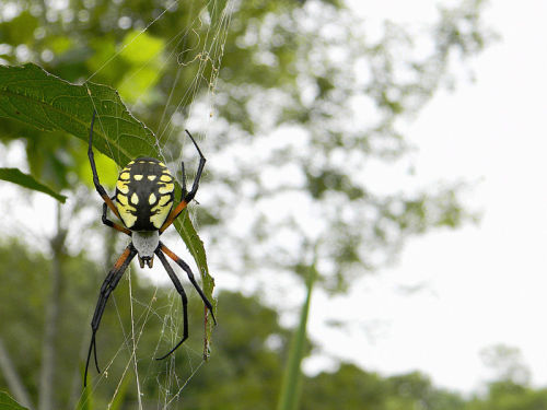 astronomy-to-zoology:  Black-and-Yellow Garden Spider (Argiope aurantia) Also known as the garden spider, corn spider, or writing spider, Argiope aurantia is a species of Orb-weaving spider (Araneidae) which is widely distributed throughout North and
