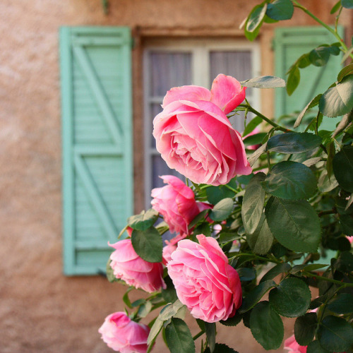 wanderlusteurope: Pink roses in Provence, France