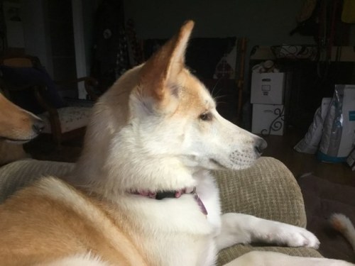 Chai’s only 7 months old, so it will be a year and a half before the time comes, but I wanted 
