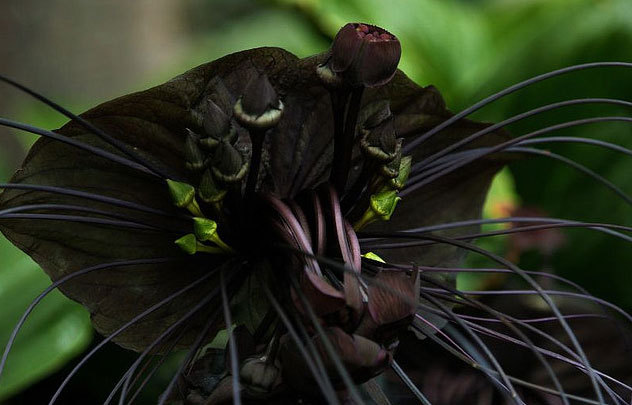 gothiccharmschool:  Black Bat flower!  thesweetestspit:    This ornamental flowering