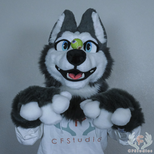 BALL? TAKE DOG HOME, PLAY FETCH? FETCH WITH DOG? Just one day left to bid on this husky auction!http