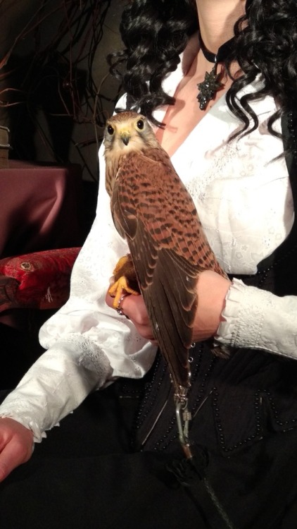 New photoshoot backstage! Yennefer of Vengerberg with her kestrel, character from books by A.Sapkows