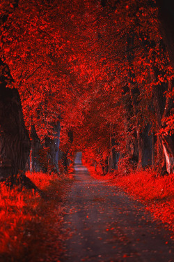 magics-secrets:Red Autumn  by Michael Böhmländer