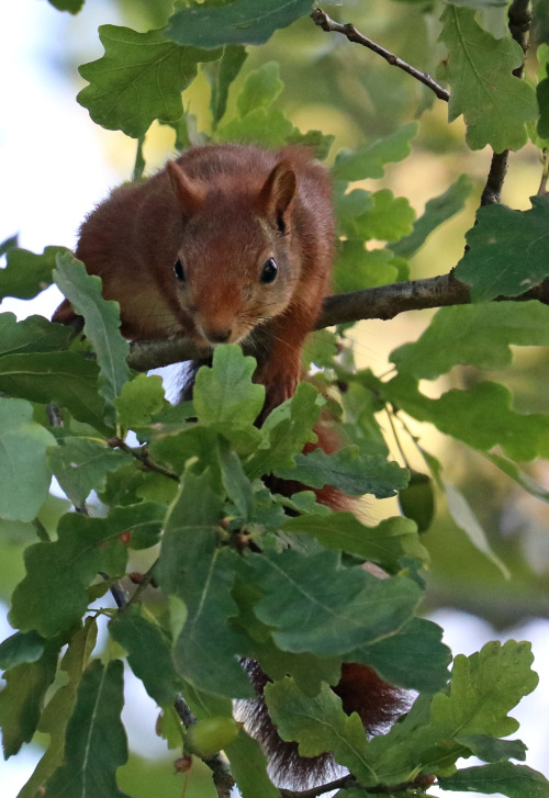 September means it’s time for this red squirrel to harvest acorns. Värmland, Sweden.