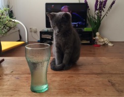 worldofthecutestcuties:  He’s amazed at