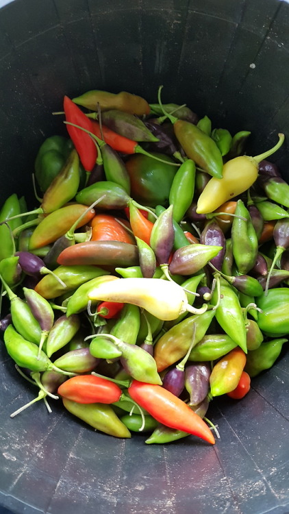 July 2018 - More ferment using work peppers!Yes, more free peppers! From plants that I’ve been lovin