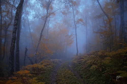 celtic-forest-faerie:{Dialog Without Words} by {Janek-Sedlar}