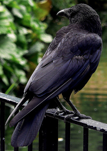 natural-magics:  www.flickr.com/photos/47246995@N00 