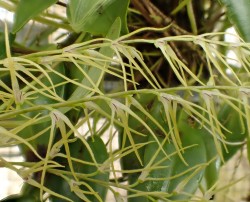 orchid-a-day: Anathallis ramulosa Syn.: Pleurothallis ramulosa; Humboltia ramulosa; Specklinia ramulosa; Stelis catenata December 6, 2016  