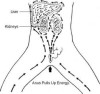 Porn Pics chainsawyou:Found these extremely good diagrams