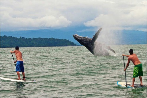 asurferdreams:  ocean adventures 