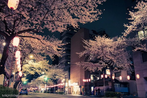 A canopy of pink in Nakano by tokyololas on Flickr.