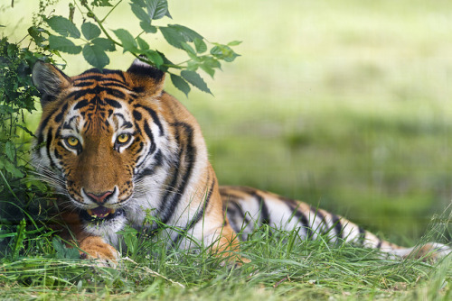 magicalnaturetour:  Beautiful tiger by Tambako the Jaguar on Flickr. 