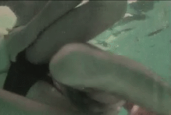 omo-erectus:  Video HERE  Always wanted to get fucked In a pool