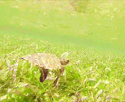 these-times-shall-pass:  baby animal posts daily 