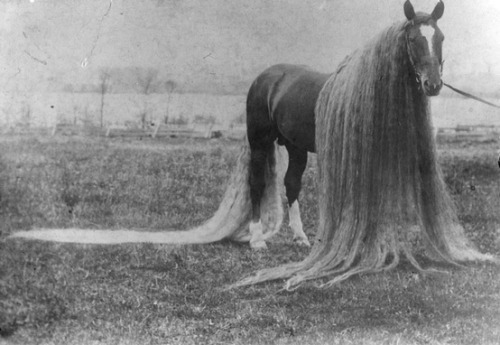 weirdvintage: “Despite the legends that the “Oregon Wonder Horses” had been captur