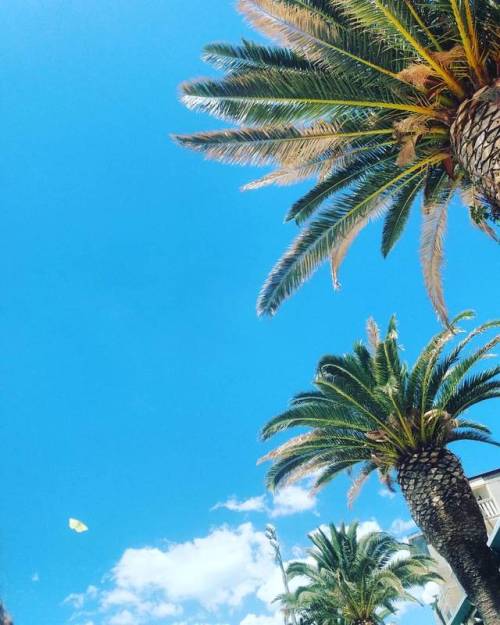 #summer #palmtrees #butterfly #sunshine #beach #sea #adriatic