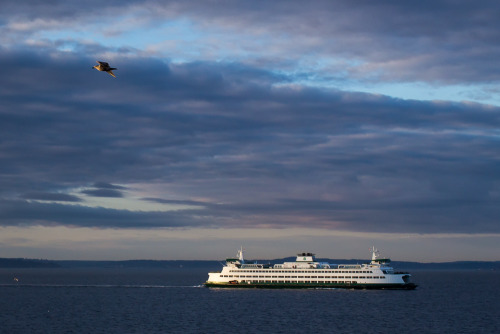 Washington State ferry coming back from Bainbridge Island.