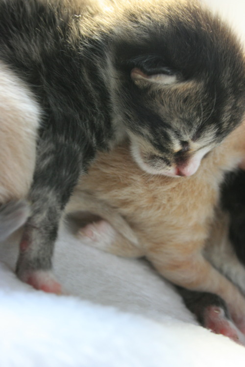 wolfquartz:  cassietotallyjust:  WE NEED YOUR HELP!!! As some of you may already know, my roommate (wolfquartz) and I found a litter of 6 little feral kittens(they were about 3 days old) that were abandoned in the shed behind our house. As soon as we