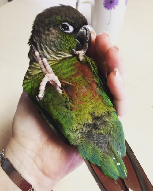 myfeatheredflock:It’s this stinker’s 7th hatchday today!! He’s nippy and loud and 