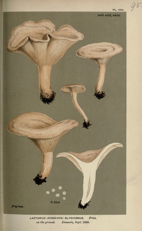 wapiti3: Illustrations of British Fungi (Hymenomycetes), to serve as an atlas to the “Handbook