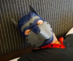 My brother Primus in his first leather pup hood.