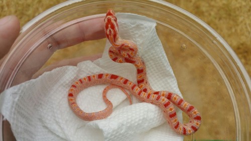 mkmorphs:This little one one is a 2015 Male Extreme Reverse Okeetee corn snake. He was given to us f