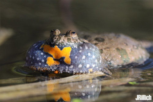 A male fire-bellied toad [Bombina bombina] calling in the Leipzig Riverside Forest in Germany. Males are territorial of their breeding space, which is typically around 2 to 3 meters in diameter. Image by Jan Rillich.