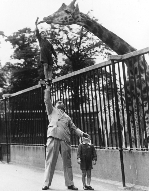 aiiaiiiyo: Feeding a Giraffe, London Zoo, 1950 Check this blog!