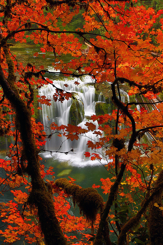 intothegreatunknown:  Red Maple in Fall and Lower Lewis Falls | Gifford Pinchot,