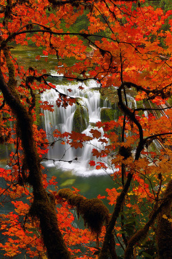 intothegreatunknown:  Red Maple in Fall and Lower Lewis Falls | Gifford Pinchot, Washington, USA 