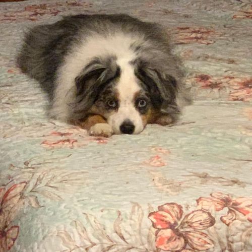 Umm it’s time for bed. I’ll just sit here and wait for you to join me. ❤️❤️ #miniaussie 