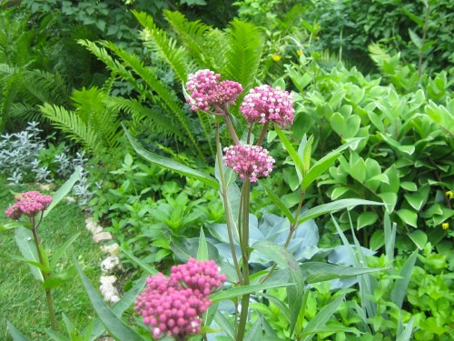Garden scenes today, Part One.