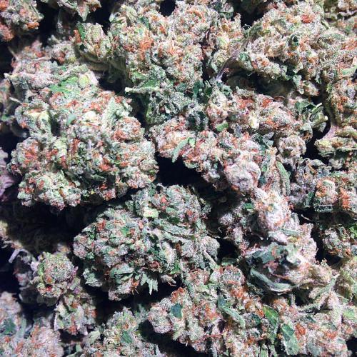 dopegirlsla:  New #OG