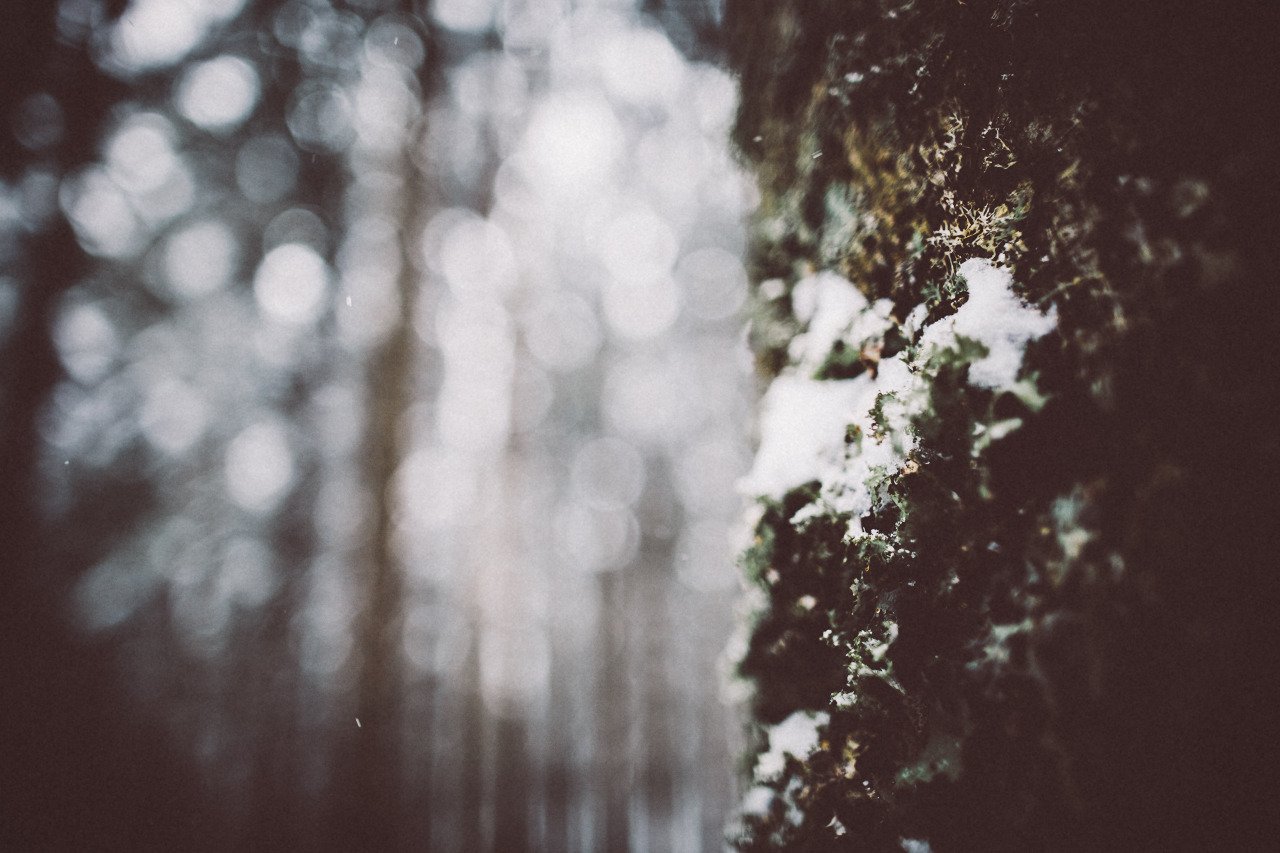 elenamorelli:{ walking in the forest on a snowy day }