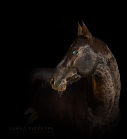 scarlettjane22: Akhal-Teke stallion Meltemy by Victoriya Bondarenko on 500px