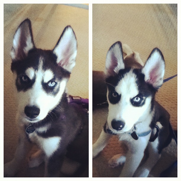 huskyhuddle:  The Wonder Twins, the first year as requested by anon :)Unfortunately